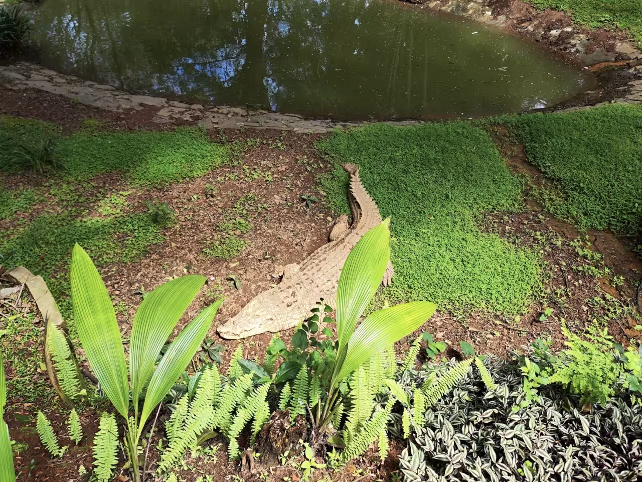 Featured image for “Sortie récréative et découverte à Croc Farm – Enfants de Malaza”