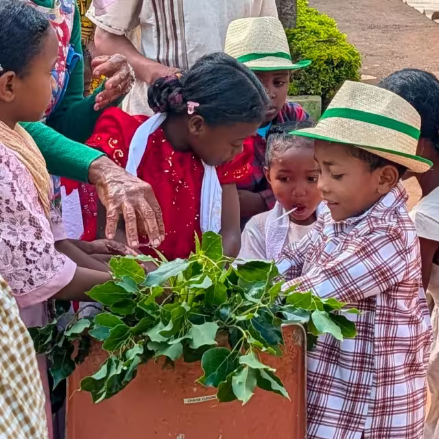 Enfants de Malaza participant au rite du Tatao, le partage symbolique du riz de l'année précédente, autour d'une plante.