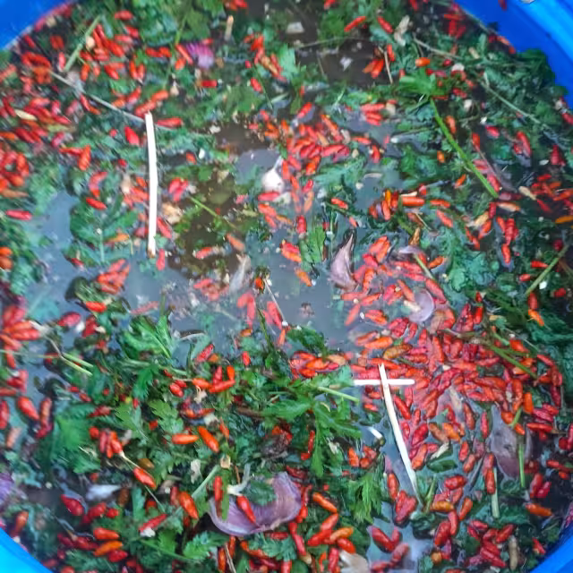 Préparation d'un biofertilisant naturel à base de piments rouges, herbes et ail macérant dans un bac