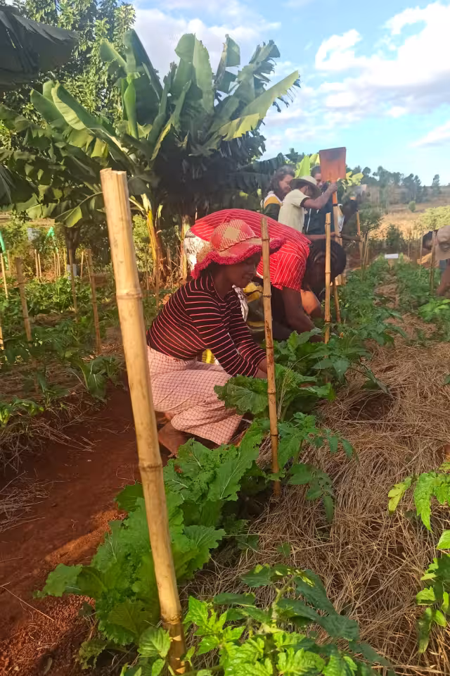 Participante entretenant des jeunes plants légumiers tuteurés en bambou dans un jardin agroécologique